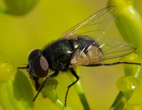 Réf. 264 801 : Musca sp.