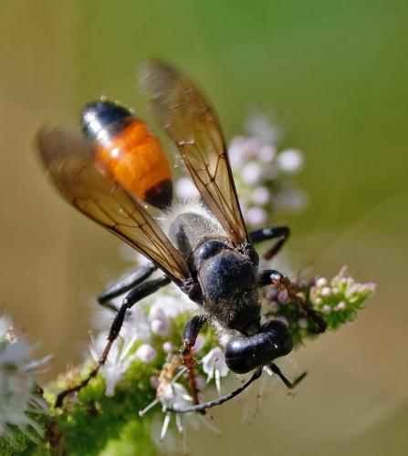 Réf. 264 966 : Sphex funerarius