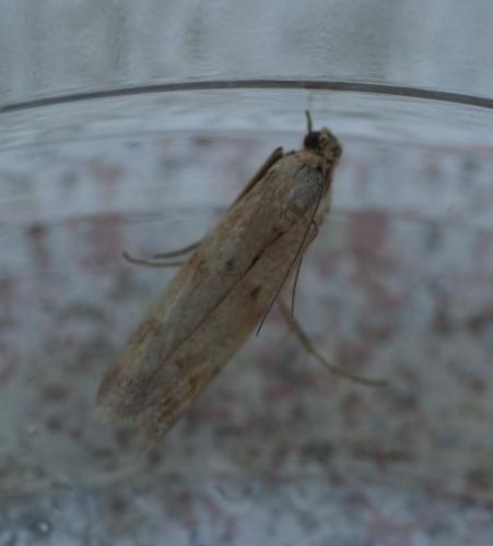 Homoeosoma sinuella