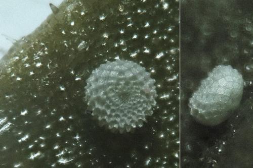 Réf. 264 120 : Cacyreus marshalli