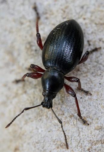 Otiorhynchus fagi