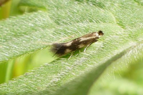 Bucculatrix nigricomella