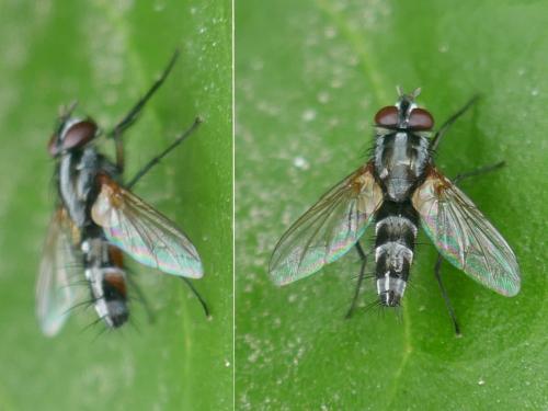 Réf. 264 018 : Mintho rufiventris