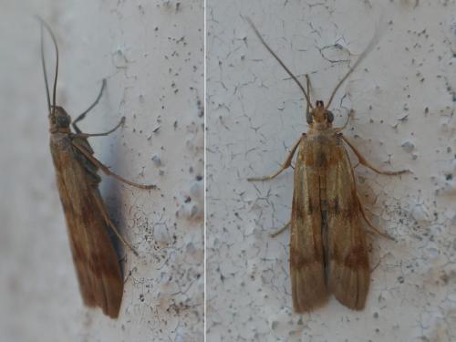 Réf. 264 049 : Homoeosoma sinuella