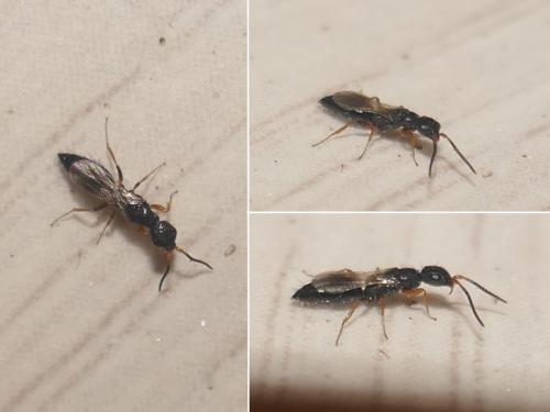 Laelius sp.