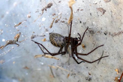 Eratigena sp.