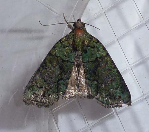 Réf. 264 303 : Cryphia algae