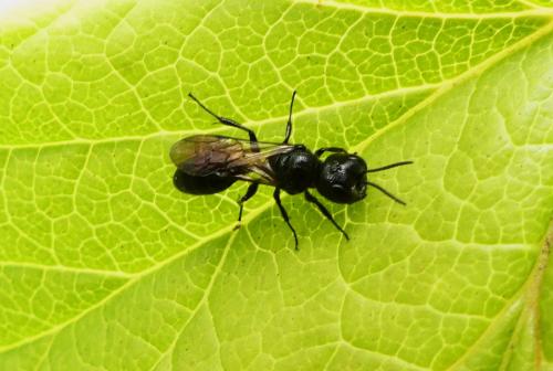 Réf. 264 086 : Pemphredon sp.