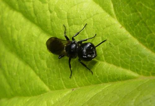 Pemphredon sp.
