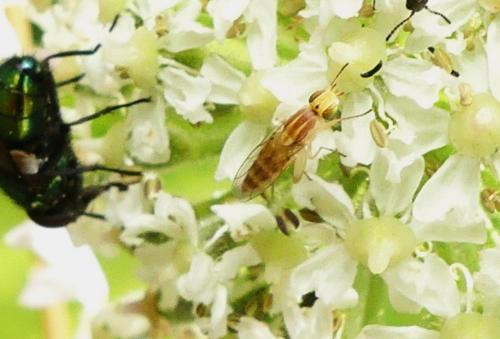 Réf. 264 780 : Meromyza sp.