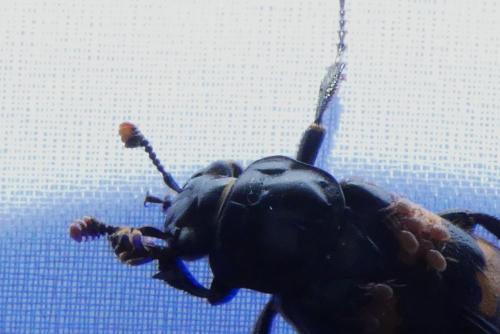 Réf. 264 294 : Nicrophorus sp.