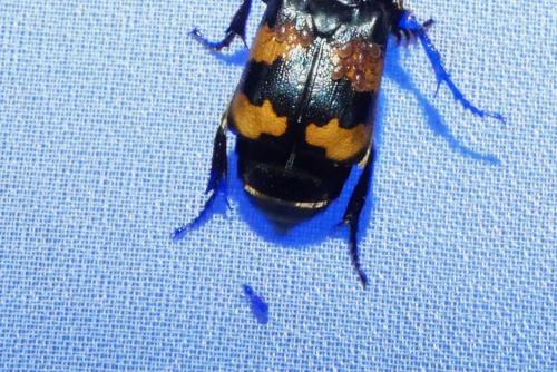 Réf. 264 293 : Nicrophorus sp.