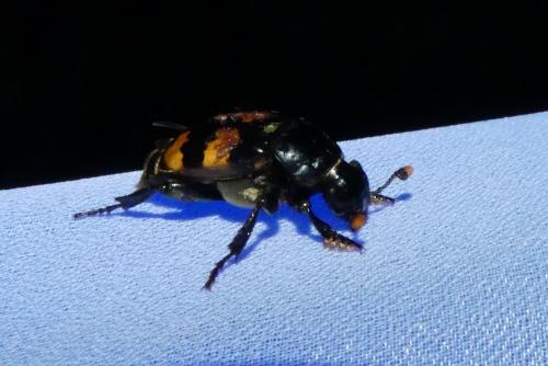 Réf. 264 863 : Nicrophorus sp.