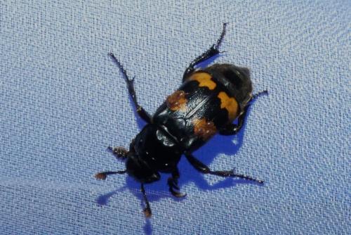Réf. 264 296 : Nicrophorus sp.