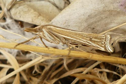Réf. 264 381 : Ancylolomia tentaculella