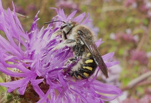 Anthidium septemspinosum