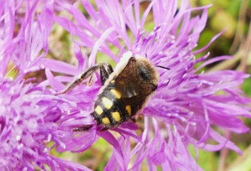 Anthidium septemspinosum