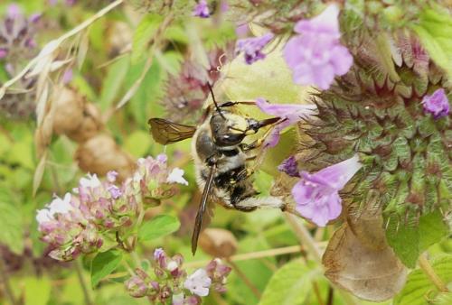Anthidium manicatum