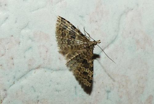 Alucita hexadactyla