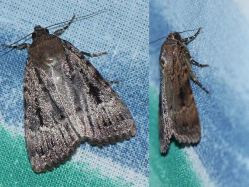 Amphipyra pyramidea