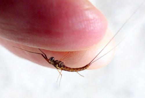 Réf. 264 454 : Electrogena lateralis