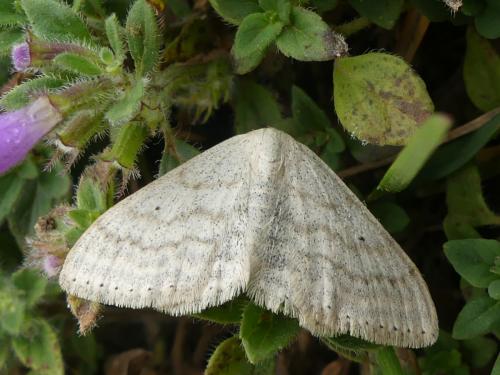 Réf. 264 233 : Scopula incanata