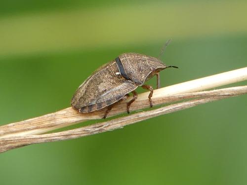 Eurygaster maura