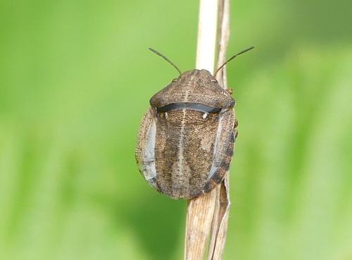 Eurygaster maura