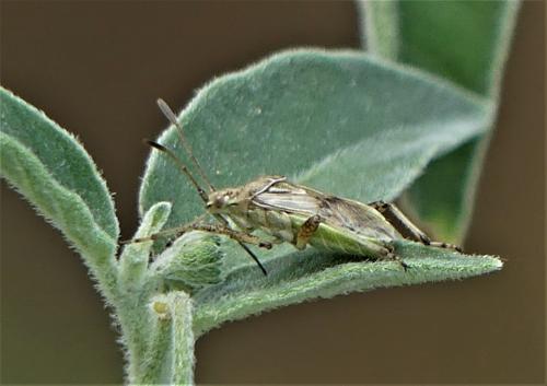 Stictopleurus punctatonervosus