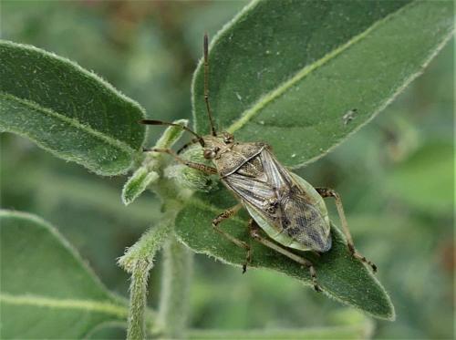 Réf. 264 445 : Stictopleurus punctatonervosus