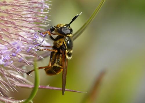 Réf. 264 148 : Callicera aurata