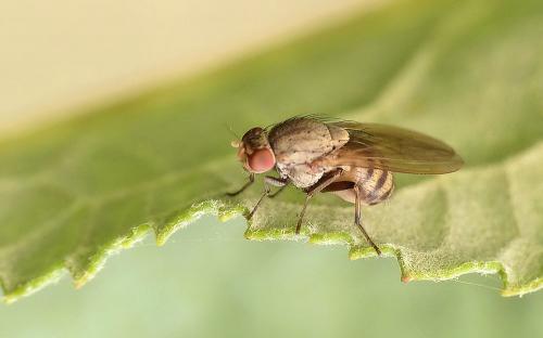 Réf. 264 746 : Minettia sp.