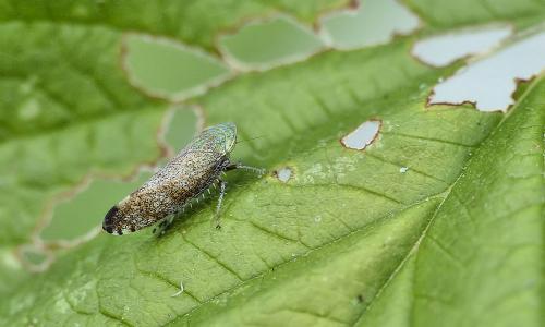Fieberiella florii