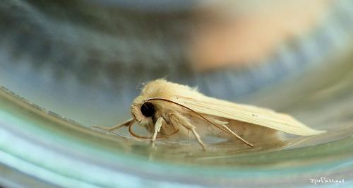 Réf. 264 738 : Mythimna pallens