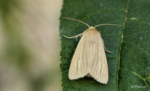 Réf. 264 737 : Mythimna pallens