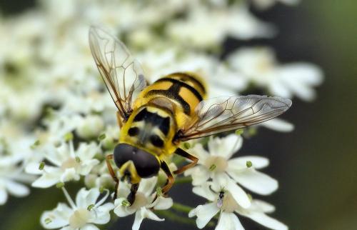 Réf. 264 985 : Myathropa florea