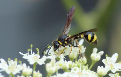 Réf. 264 998 : Eumenes coronatus