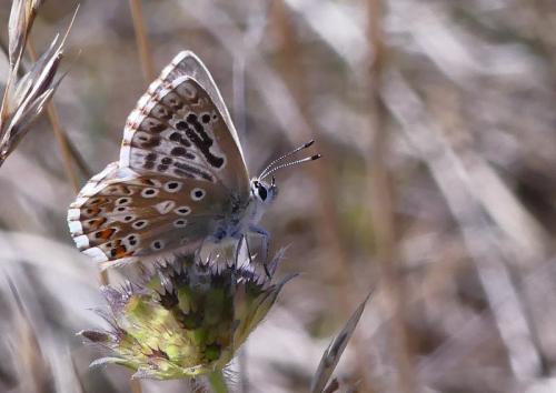 Réf. 264 684 : Polyommatus bellargus