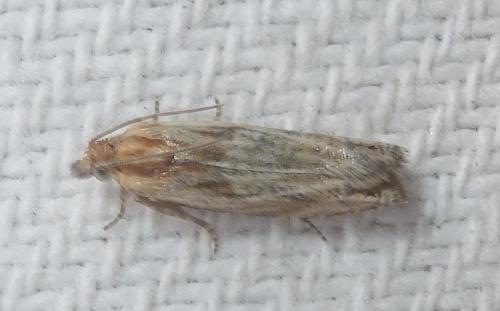 Réf. 264 520 : Eucosma sp.