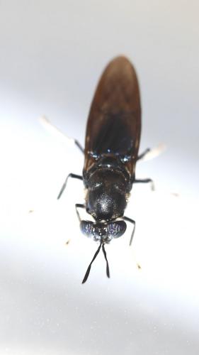 Réf. 264 610 : Hermetia illucens