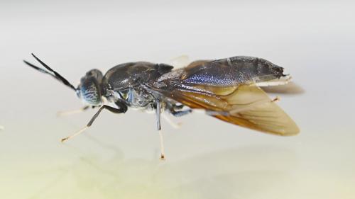 Réf. 264 604 : Hermetia illucens