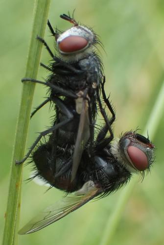 Pseudogonia parisiaca