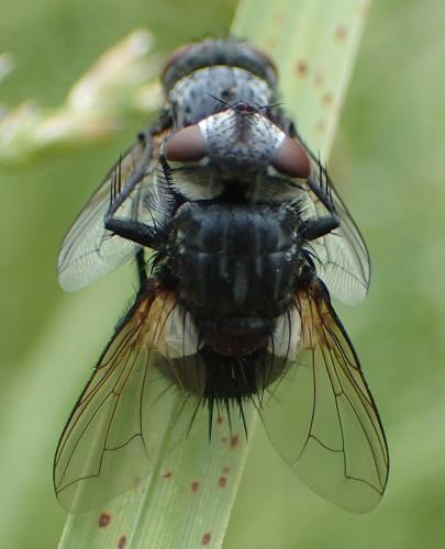 Pseudogonia parisiaca