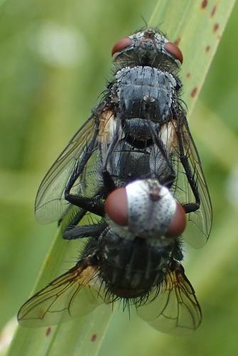 Pseudogonia parisiaca