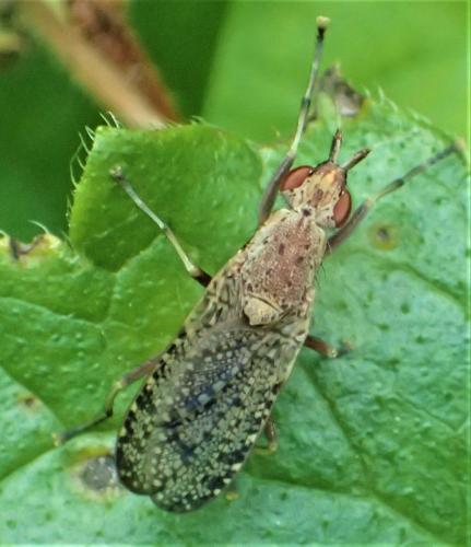 Euthycera cribrata