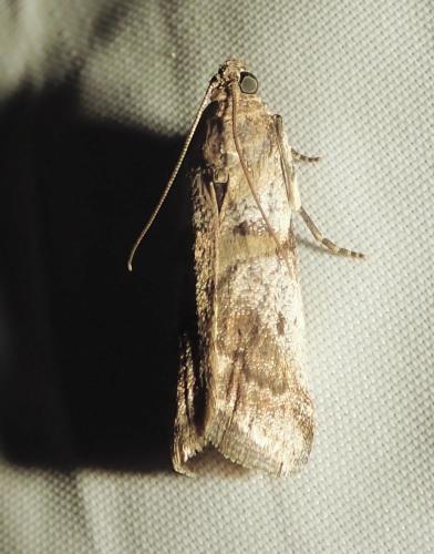 Acrobasis sp.