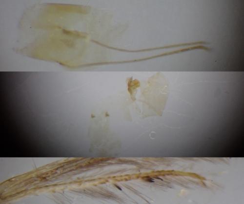 Réf. 264 542 : Crombrugghia laetus
