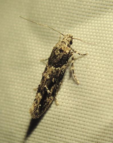 Réf. 264 320 : Recurvaria nanella