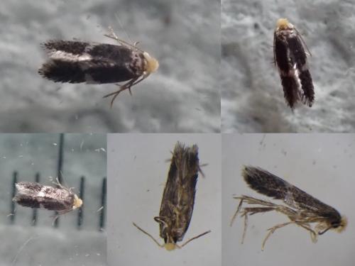 Ectoedemia angulifasciella