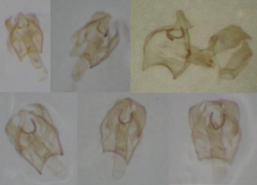 Réf. 264 167 : Ectoedemia angulifasciella
